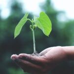 Personal Growth - Person Holding A Green Plant
