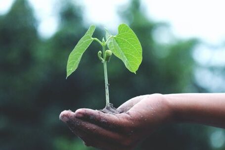Personal Growth - Person Holding A Green Plant